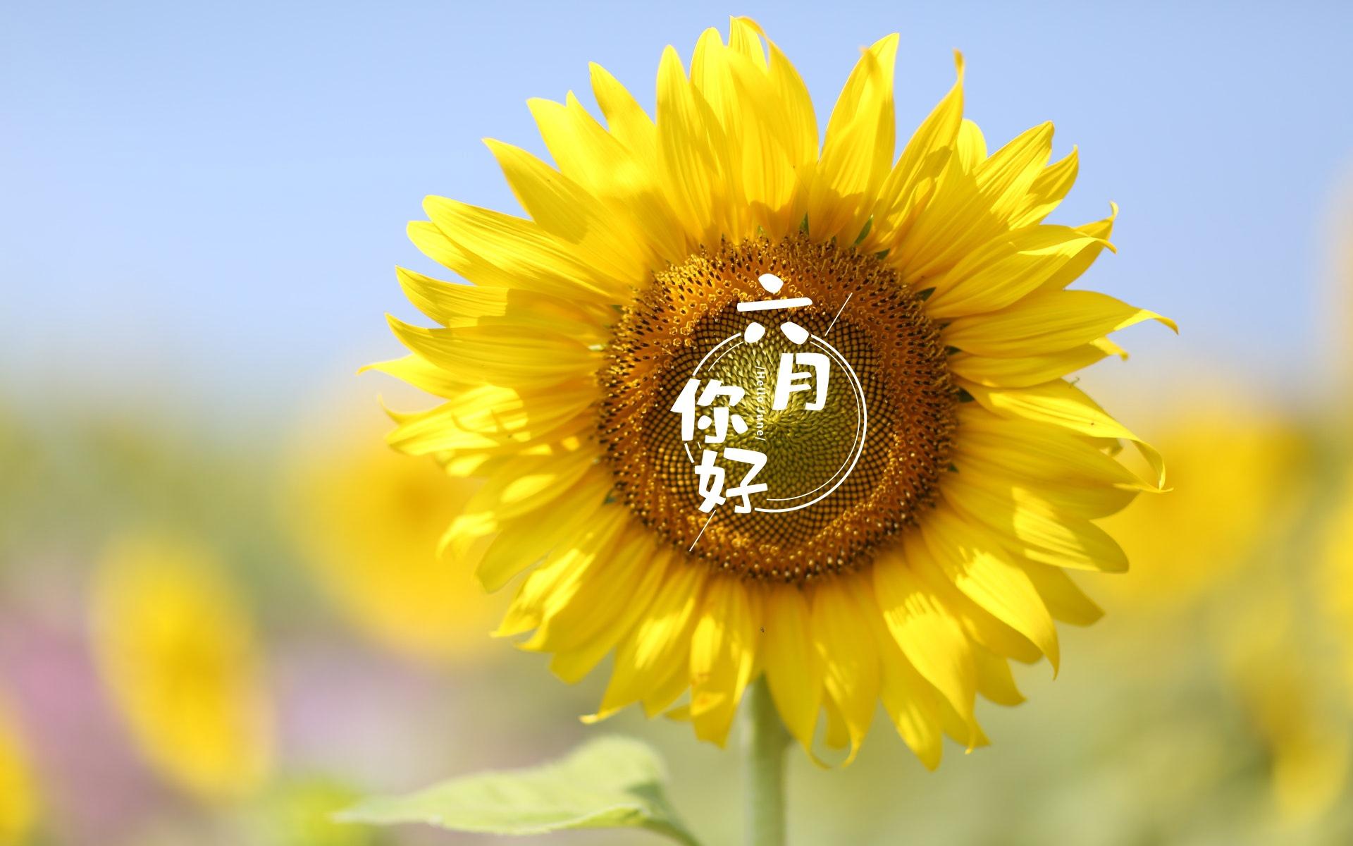 2013年11月日历桌面_桌面月历_6月桌面