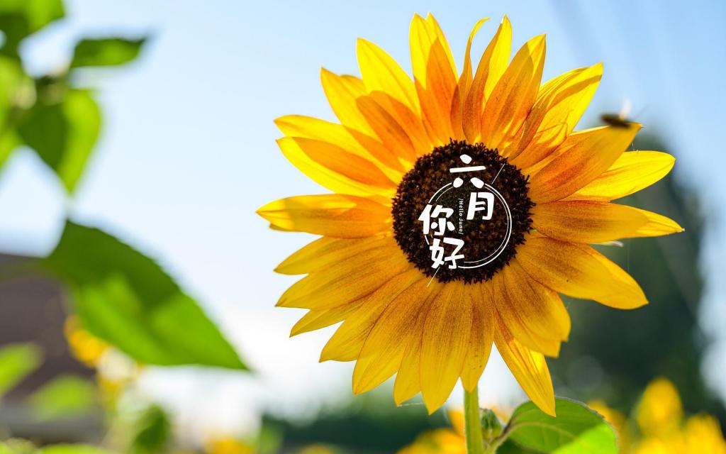 2013年11月日历桌面_6月桌面_桌面月历
