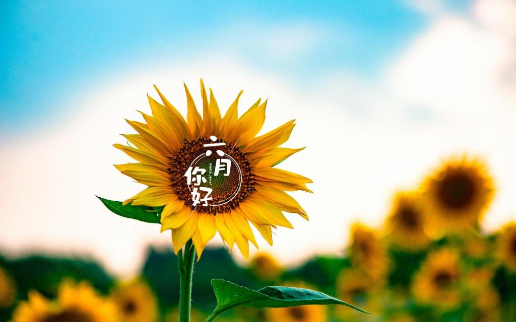 桌面月历_6月桌面_2013年11月日历桌面