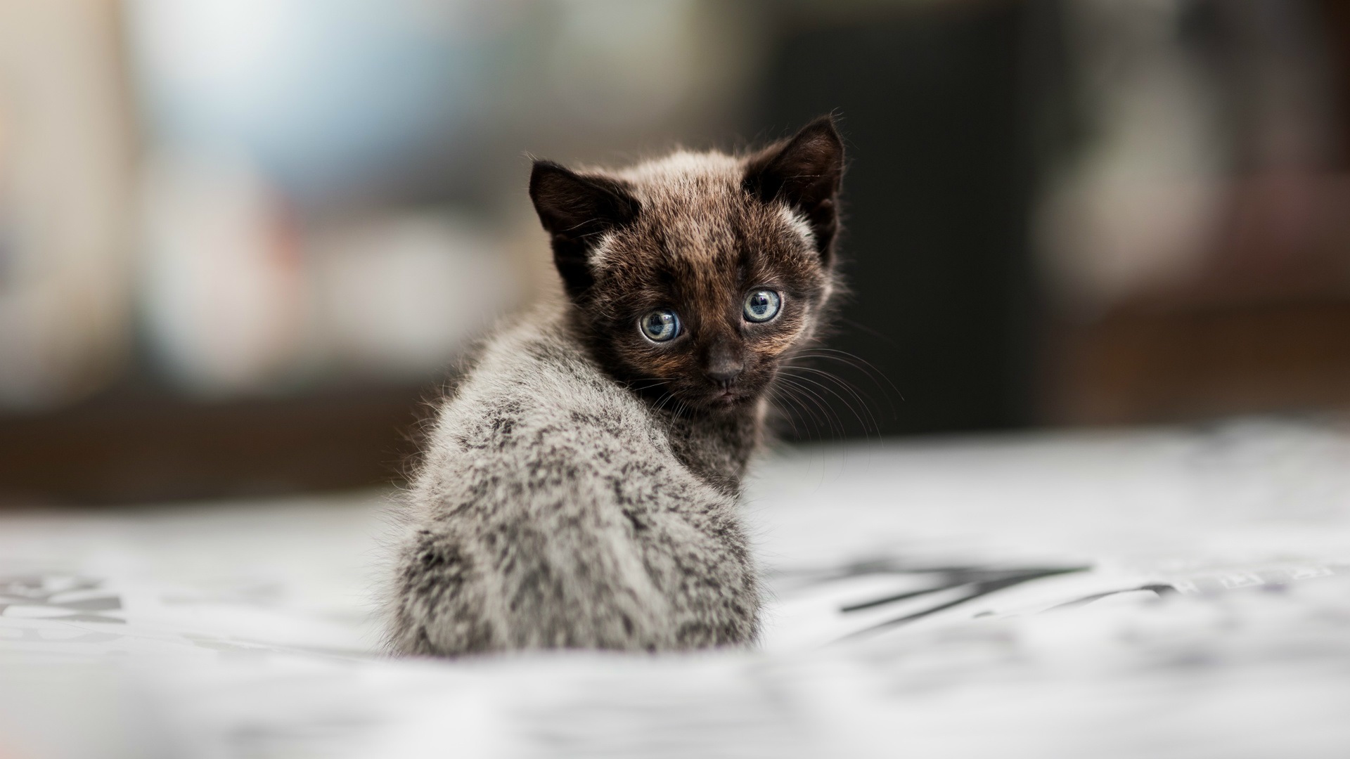 猫咪可爱图片卖萌_猫咪卖萌可爱图片卡通_猫咪卖萌可爱图片大全