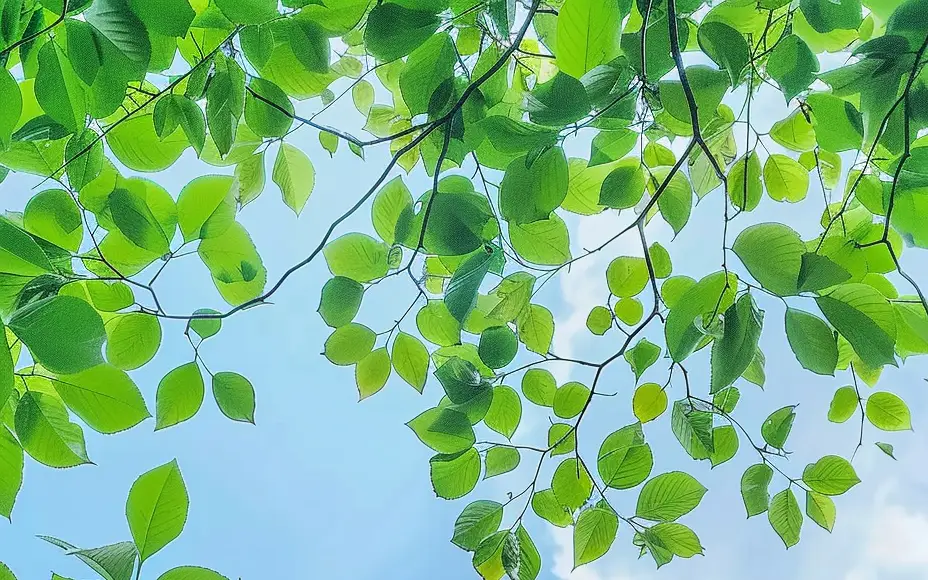 夏季图片风景_夏季风景图片大全真实_夏季风景图片大全大自然